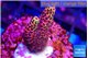 Acropora hyacinthus pink 2-4 cm WYSIWYG acclimaté