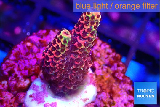 Acropora hyacinthus pink 2-4 cm WYSIWYG acclimaté