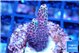 Acropora hyacinthus pink 2-4 cm WYSIWYG acclimaté