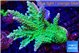 Acropora green purple 7-10 cm WYSIWYG acclimaté