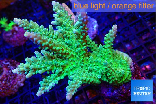 Acropora green purple 7-10 cm WYSIWYG acclimaté