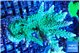 Acropora green purple 7-10 cm WYSIWYG acclimaté