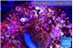 Acropora pink cherry pop 2-4 cm WYSIWYG acclimaté