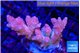 Acropora pink 4-5 cm WYSIWYG acclimaté