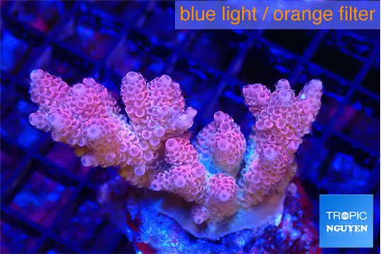 Acropora pink 4-5 cm WYSIWYG acclimaté