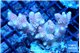 Acropora pink 4-5 cm WYSIWYG acclimaté