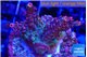 Acropora pink cherry pop 2-4 cm WYSIWYG acclimaté