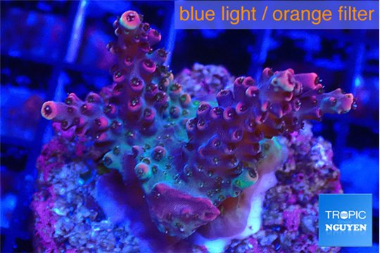 Acropora pink cherry pop 2-4 cm WYSIWYG acclimaté