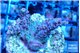 Acropora pink cherry pop 2-4 cm WYSIWYG acclimaté