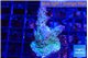 Acropora purple green 3-4 cm WYSIWYG acclimaté