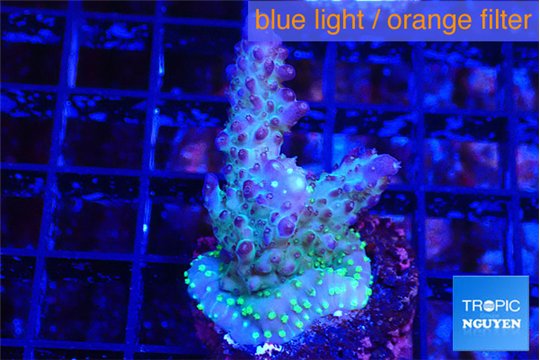 Acropora purple green 3-4 cm WYSIWYG acclimaté