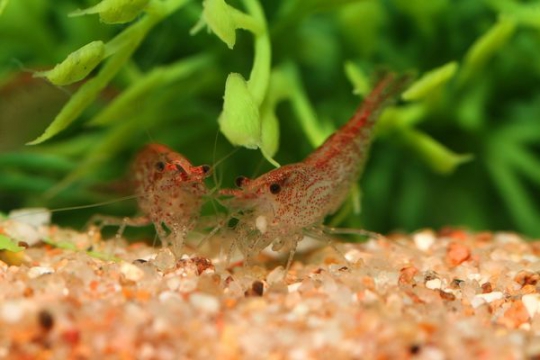 Crevette Carid. heteropoda red (red cherry) - 1-1,5.