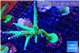 Acropora green & purple tip 6-9 cm WYSIWYG acclimaté