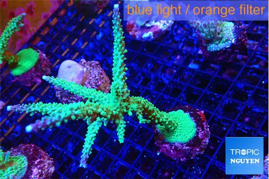 Acropora green & purple tip 6-9 cm WYSIWYG acclimaté