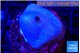 Sarcophyton full neon green polyps Australia 2-3 cm WYSIWYG acclimaté