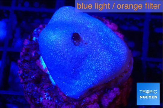 Sarcophyton full neon green polyps Australia 2-3 cm WYSIWYG acclimaté