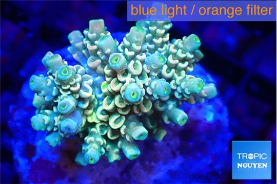 Acropora golden purple premium 4-5 cm WYSIWYG acclimaté