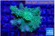 Acropora green & purple tip 3-4 cm WYSIWYG acclimaté