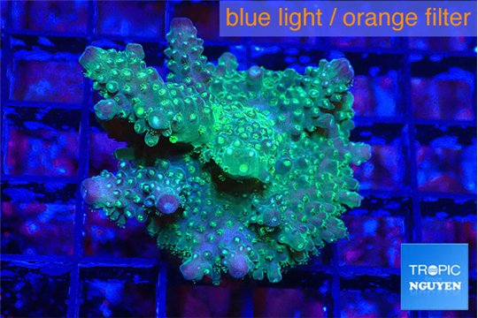 Acropora green & purple tip 3-4 cm WYSIWYG acclimaté