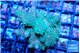 Acropora green & purple tip 3-4 cm WYSIWYG acclimaté
