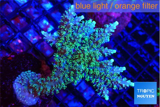 Acropora joker 4-6 cm WYSIWYG acclimaté