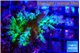 Acropora green & blue tip Fijii 4-6 cm WYSIWYG acclimaté