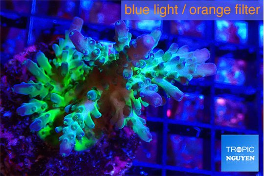 Acropora green & blue tip Fijii 4-6 cm WYSIWYG acclimaté