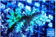 Acropora green & blue tip Fijii 4-6 cm WYSIWYG acclimaté