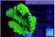 Montipora green 3-4 cm WYSIWYG acclimaté