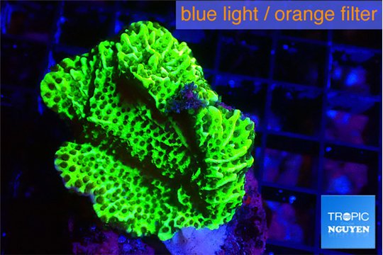 Montipora green 3-4 cm WYSIWYG acclimaté