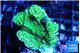 Montipora green 3-4 cm WYSIWYG acclimaté