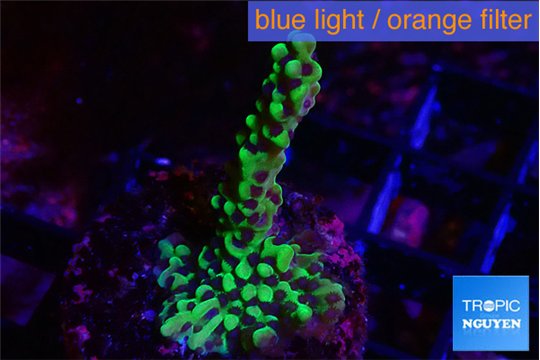 Montipora green & purple polyps 3-4 cm WYSIWYG acclimaté