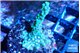 Montipora green & purple polyps 3-4 cm WYSIWYG acclimaté