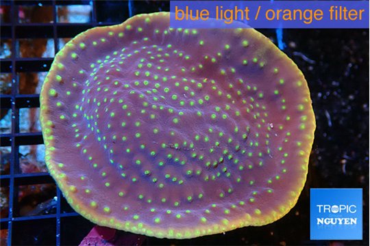 Turbinaria reniformis yellow polyps 7-9 cm WYSIWYG acclimaté