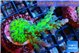 Acropora green & purple tip 3-5 cm WYSIWYG acclimaté