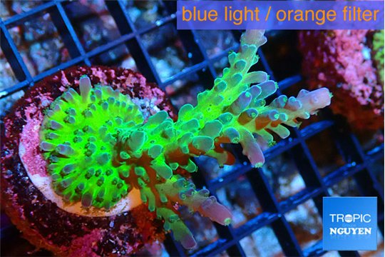 Acropora green & purple tip 3-5 cm WYSIWYG acclimaté
