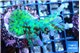 Acropora green & purple tip 3-5 cm WYSIWYG acclimaté