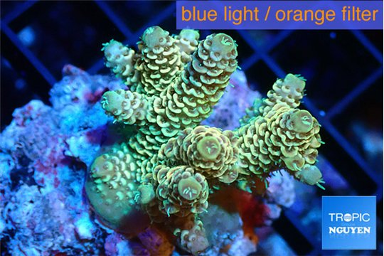 Acropora golden purple 4-5 cm WYSIWYG acclimaté