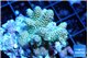 Acropora golden purple 4-5 cm WYSIWYG acclimaté