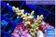 Acropora sunset 2-4 cm WYSIWYG acclimaté