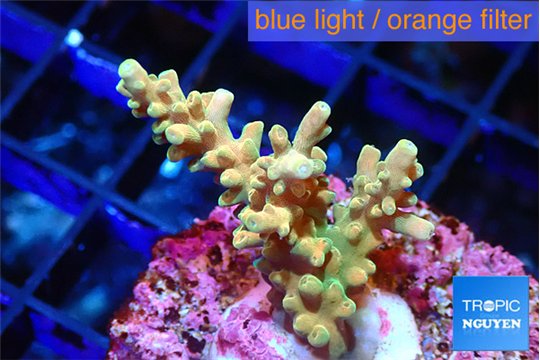 Acropora sunset 2-4 cm WYSIWYG acclimaté