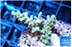 Acropora sunset 2-4 cm WYSIWYG acclimaté