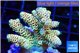 Acropora golden purple 4-5 cm WYSIWYG acclimaté
