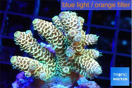 Acropora golden purple 4-5 cm WYSIWYG acclimaté