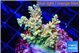 Acropora sunset 3-4 cm WYSIWYG acclimaté