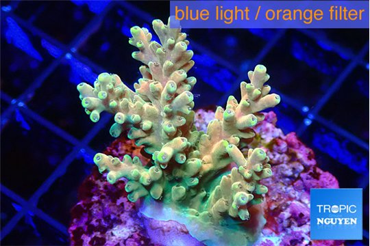 Acropora sunset 3-4 cm WYSIWYG acclimaté