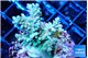 Acropora sunset 3-4 cm WYSIWYG acclimaté