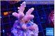 Acropora pink 4-5 cm WYSIWYG acclimaté
