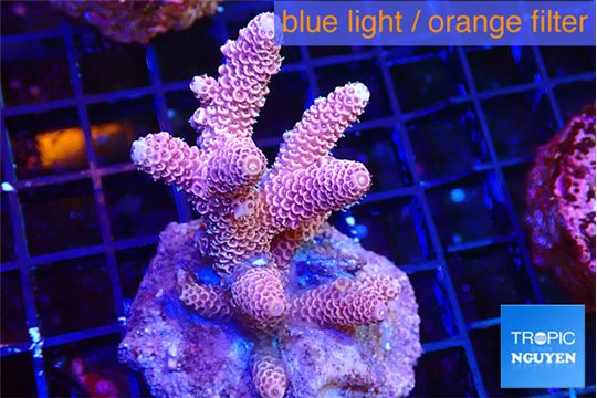 Acropora pink 4-5 cm WYSIWYG acclimaté