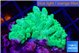 Acropora green 2-3 cm WYSIWYG acclimaté